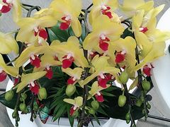 -荷兰花海