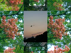-莲花山公园