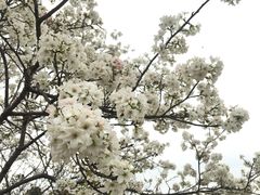 -天适樱花悠乐园
