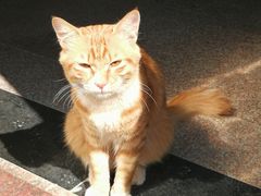 -瑞鹏宠物医院·骨科·猫科·内科(第一中心)