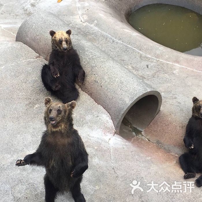 昭和新山熊牧场图片-北京动物园-大众点评网