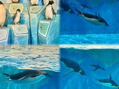 -海合安天津极地海洋公园