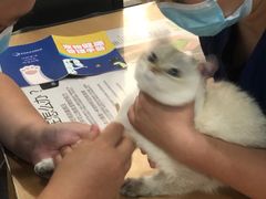 -伟伟宠物医院·CT影像中心·瑞派犬猫综合性门诊(汉口总院)