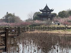 -上海海湾国家森林公园