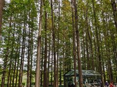 -日照海滨国家森林公园