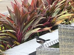 -半山半岛洲际度假酒店·观海廊