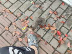 -逍遥镇胡辣汤(草高支路店)