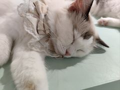 -怪兽屋·羊驼·猫咖·狗咖(俊华广场店)