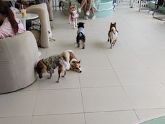 -怪兽屋·羊驼·猫咖·狗咖(俊华广场店)