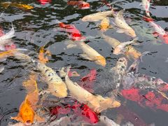 -国色天乡三期陆地乐园