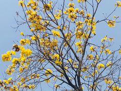 -天适樱花悠乐园