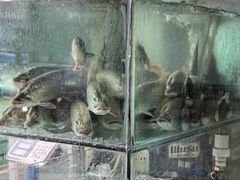 -煲来饱去冷水鱼
