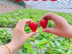 -甜心庄园·甜心草莓采摘园(西青中北店)