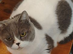 -豆逗聊愈猫阁Easy Life