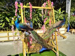 -西双版纳勐泐文化旅游区