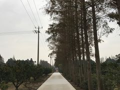 -上海长兴岛郊野公园