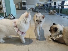 -怪兽屋·羊驼·猫咖·狗咖(俊华广场店)