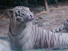 -广州长隆野生动物世界