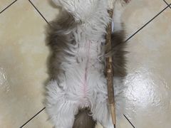 -立德动物医院·重症转诊·24H夜诊·CT·心脏彩超(顺德中心分院)