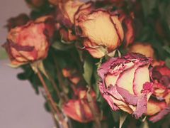 -陶陶居酒家(海岸城店)