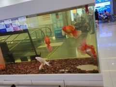 -武汉大学附属爱尔眼科医院(湖北总院)