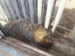 -秦皇岛野生动物园