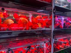 -花鸟鱼虫鲜花绿植市场(玉泉路店)