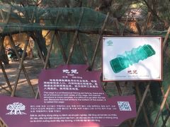 -北海金海湾红树林生态旅游区