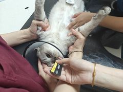 -瑞派康怡24h宠物医院·犬猫医疗中心·微创绝育(瑞景分院)