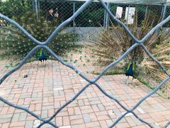 -长白岛森林公园