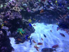 -迪拜水族馆及水下动物园