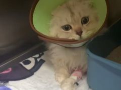 -瑞派申生动物医院·24H夜诊·国际动物医疗中心·骨外科(吴中路店)