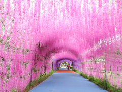 -广东花都香草世界旅游度假区