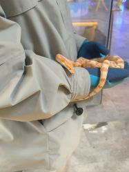 -神奇动物撸宠馆·羊驼·小浣熊·异宠(豫园店)