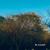 2021盼望已久的香雪公园梅花终于盛开啦[加油][加油][加油]