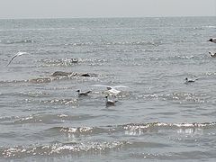 -老虎石海上公园