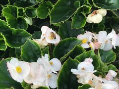 -松山湖梦幻百花洲