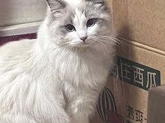 -PETKIT 小佩宠物·德文赛凯猫舍