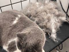 -钦宠·猫咪售卖·洗护·寄养(东圃旗舰店)