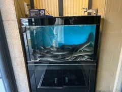 -味家烤肉烤鳗鱼牛排(西塔旗舰店)