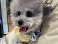 -北京派仕佳德动物医院·超导核磁·CT·神经科·骨科·内外科·急重症管理中心