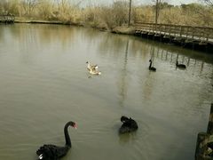 -溱湖国家湿地公园