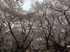 -名古屋城