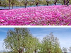 -羊亭河湿地公园