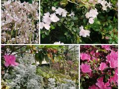 -中国科学院华南植物园