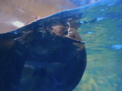 -洛阳龙门海洋馆