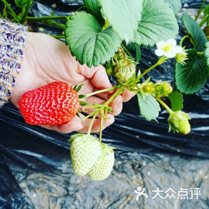 旺旺草莓采摘园图片 - 第5张