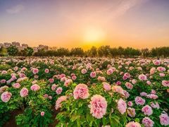 -曹州牡丹园
