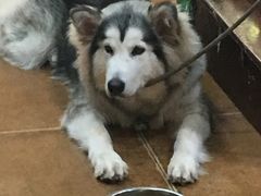 -李小姐の猫咖啡馆(五角场店)