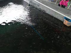 -大象营野Life营地·钓虾(坦尾店)